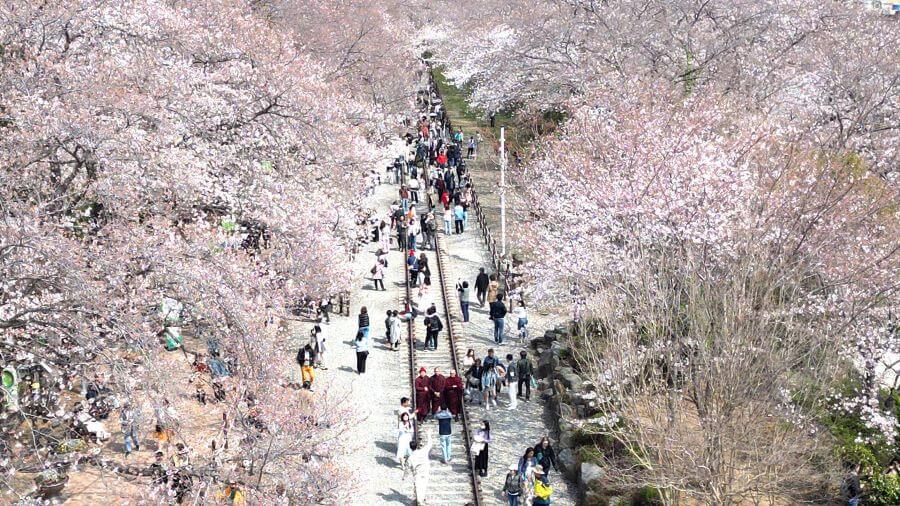 Điểm đặc biệt của lễ hội Jinhae Gunhangje chính là khung cảnh hoa anh đào phủ kín khắp thị trấn vô cùng lãng mạn