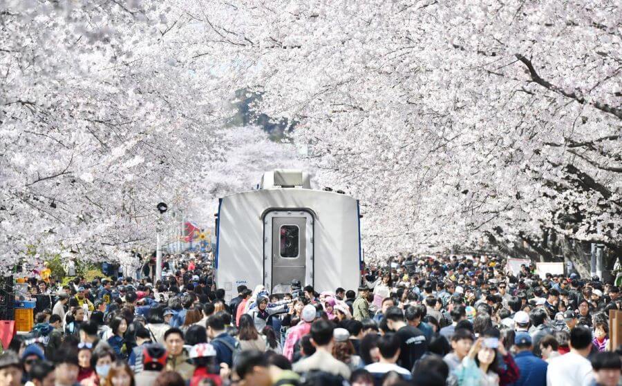 Ngoài việc ngắm hoa, bạn còn có thể tham gia vào nhiều hoạt động văn hóa đặc sắc tại lễ hội