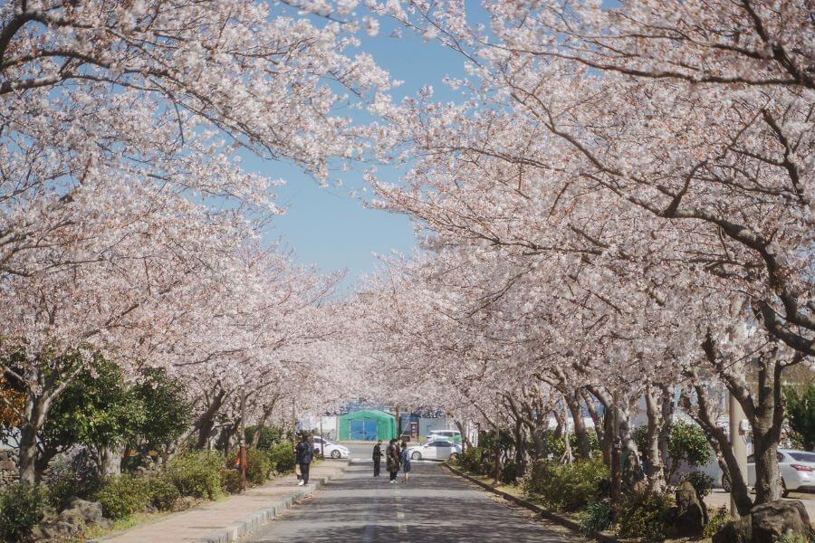 Lễ hội hoa anh đào Jeju là một trong những lễ hội mùa xuân được mong chờ nhất tại Hàn Quốc