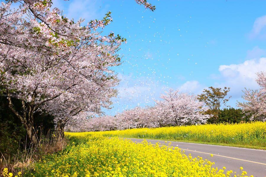 Lễ hội hoa anh đào Jeju đánh dấu sự bắt đầu của mùa hoa anh đào trên khắp cả nước