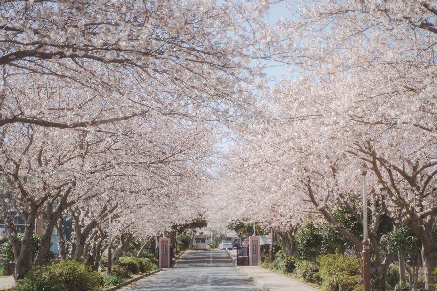 Với khung cảnh tuyệt đẹp, lễ hội hoa anh đào Jeju sẽ mang đến cho bạn thật nhiều trải nghiệm tuyệt vời và khó quên