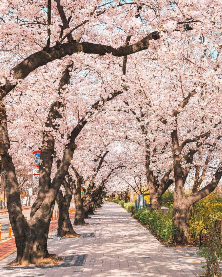 Lễ hội hoa anh đào Yeouido là một trong những lễ hội hoa mùa xuân nổi tiếng nhất ở Seoul