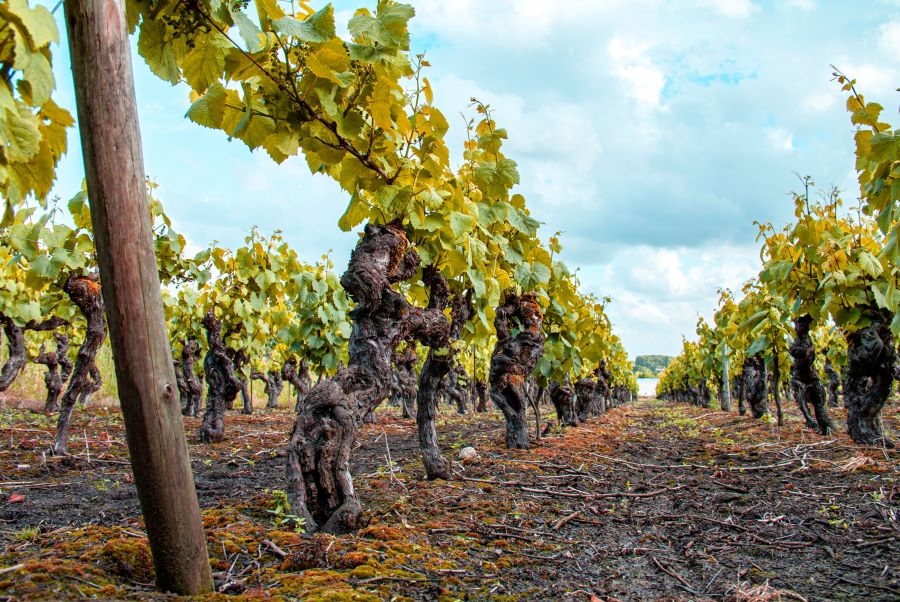 Những vườn nho lâu đời tuyệt đẹp vào mùa xuân Pháp