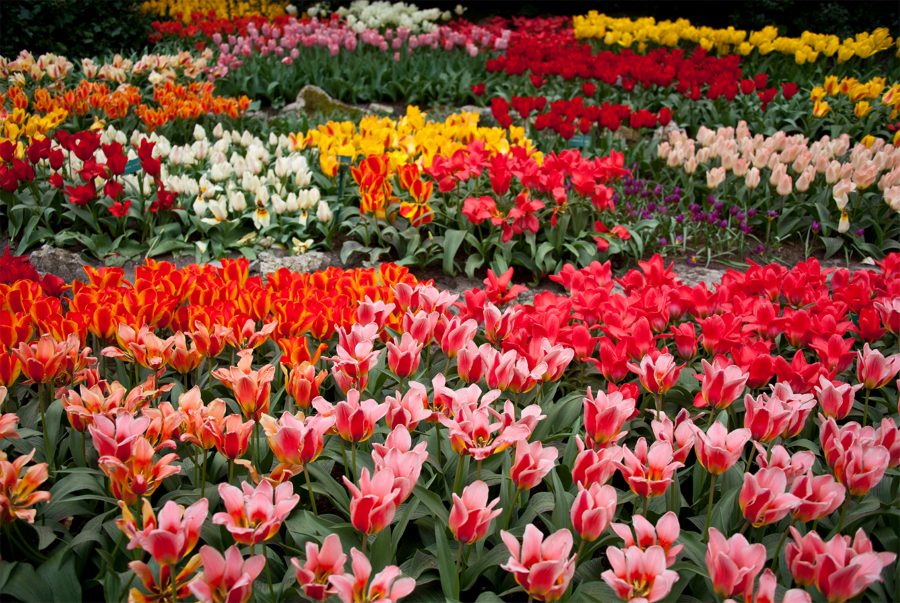 Nơi đây từng được ví von như thiên đường ở mặt đất với những khu vườn hoa tulip xinh đẹp