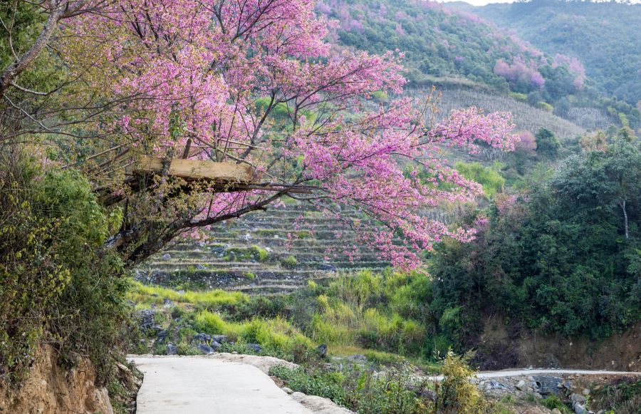 Lên Tây Bắc ngắm hoa tớ dày phủ hồng rực từng sườn đồi