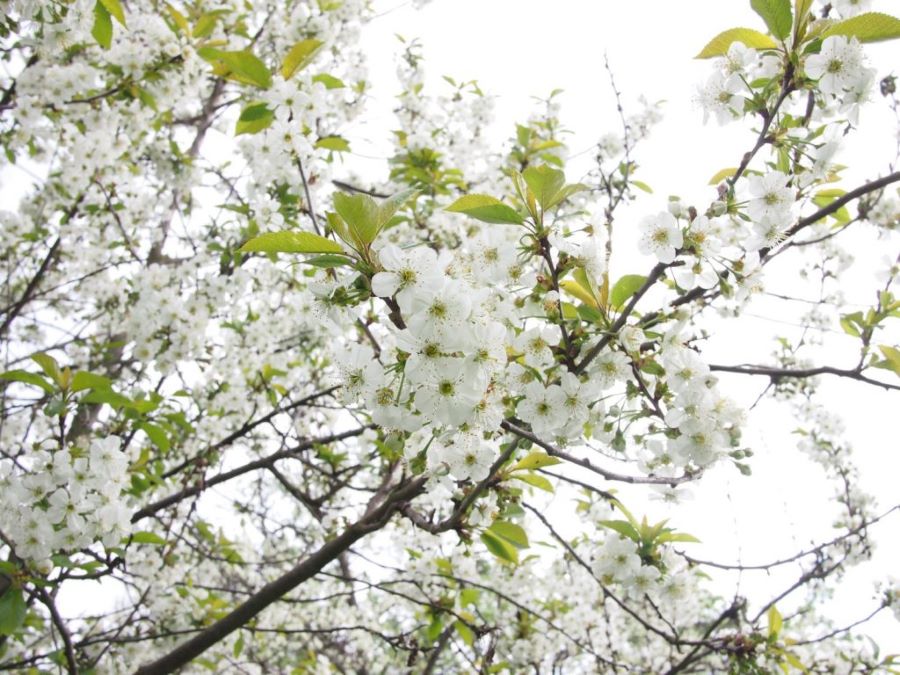 Hoa mận tinh khôi - vẻ đẹp rất riêng của núi rừng Tây Bắc