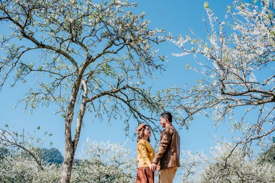 Say đắm trước vẻ đẹp của những cánh hoa mận tại Tây Bắc