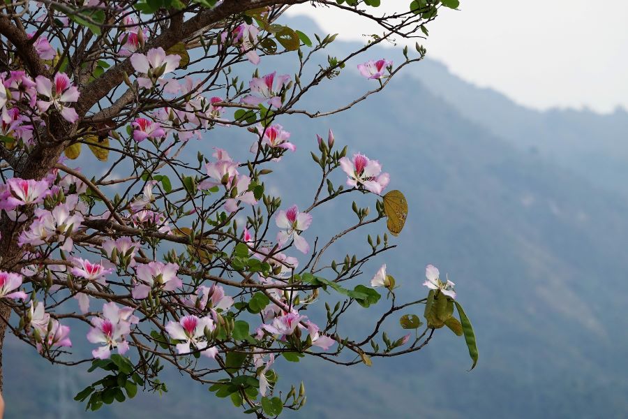 Với sắc trắng tinh khôi xen lẫn chút sắc hồng, tím nhẹ, những bông hoa ban như mang trong mình vẻ đẹp thuần khiết
