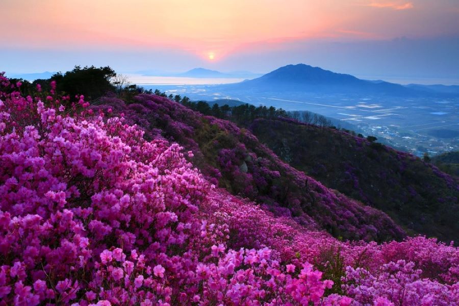 Sắc tím của hoa đỗ quyên Tây Bắc