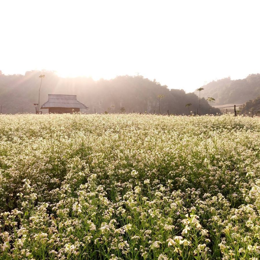 Mùa hoa cải nở trắng xóa cả một vùng Mộc Châu