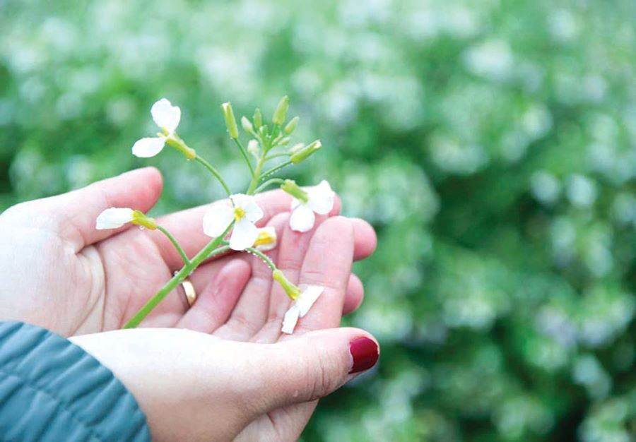 Mộc Châu mùa cải trắng