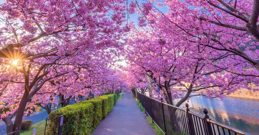 Mùa hoa anh đào ở Kawazu là một khung cảnh tuyệt đẹp, đánh dấu sự khởi đầu của mùa xuân