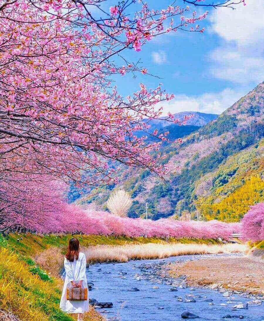 Thị trấn Kawazu được biết đến là một trong những địa điểm ngắm hoa anh đào tuyệt đẹp và nổi tiếng nhất của đất nước mặt trời mọc