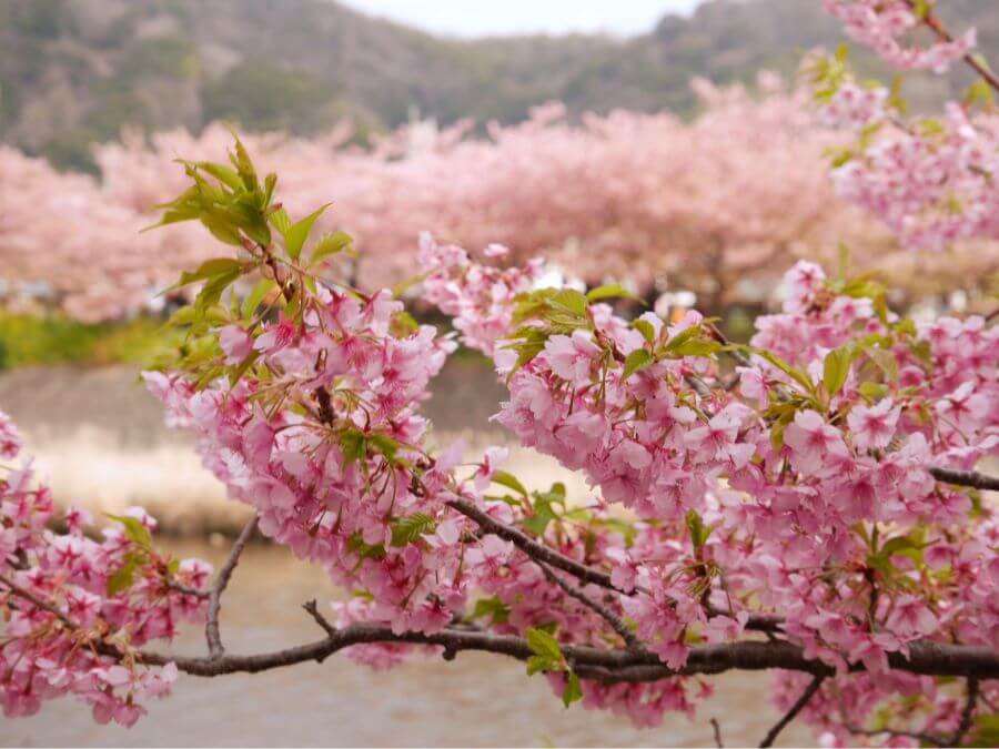 Đền thờ Kawazu Hachiman là một địa điểm ngắm hoa anh đào tuyệt đẹp ở Kawazu