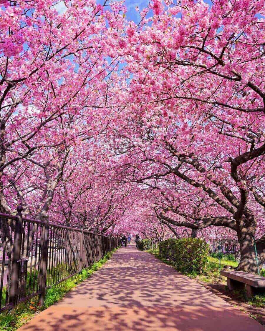 Lễ hội hoa anh đào Kawazu không chỉ là dịp để ngắm hoa mà còn là cơ hội để tìm hiểu về văn hóa và con người Nhật Bản
