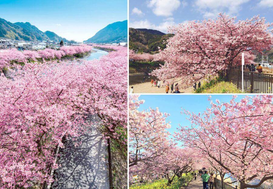 Lễ hội hoa anh đào Kawazu là một điểm đến không thể bỏ qua cho chuyến du lịch Nhật Bản