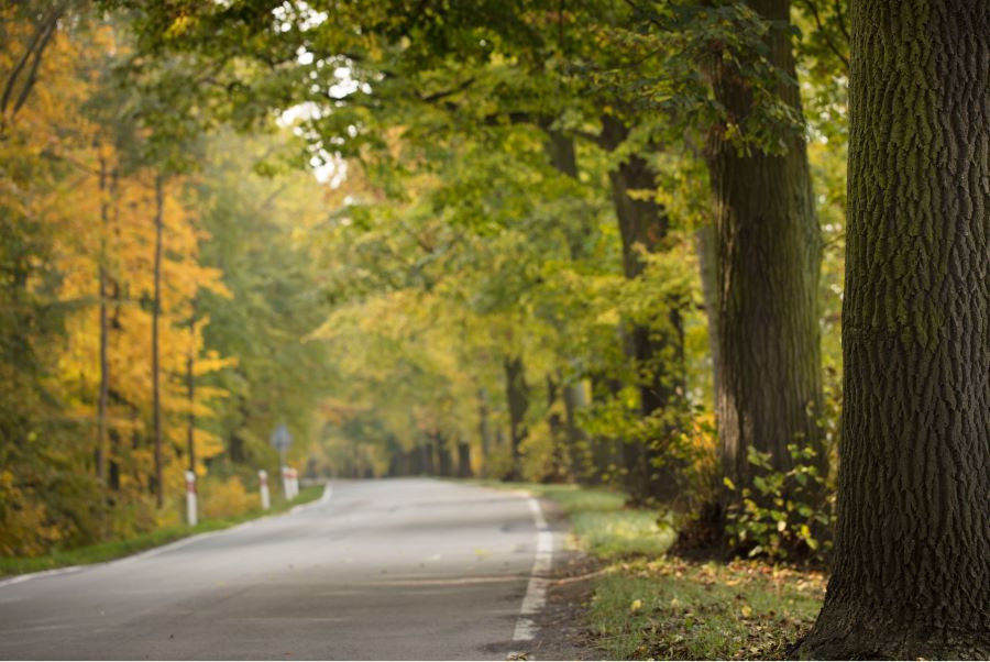 Cung đường tuyệt đẹp dẫn vào khu rừng