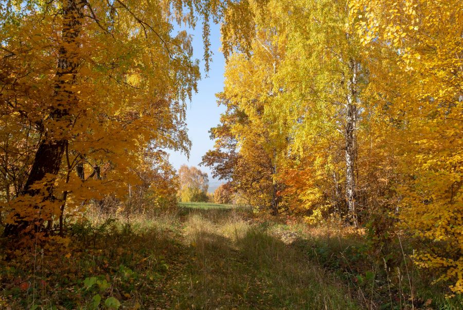  Khu rừng có một hệ sinh thái vô cùng đa dạng và không hề có sự can thiệp từ con người