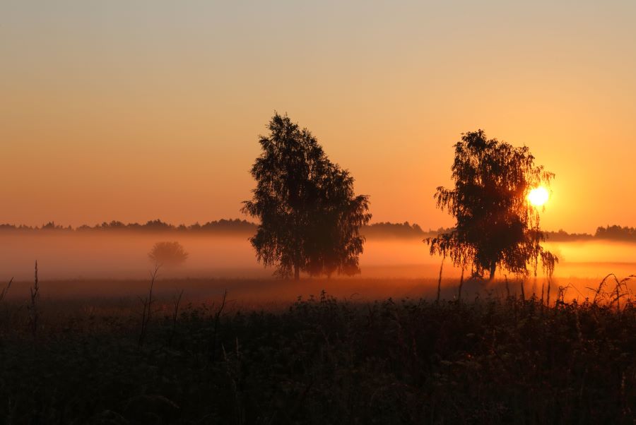 Khung cảnh thơ mộng tại khu rừng