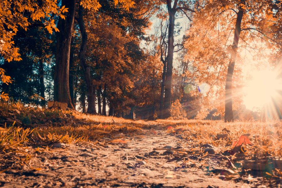 Vẻ đẹp yên bình của khu rừng