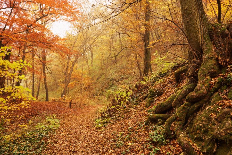 Khu rừng thuộc hàng cổ xưa nhất Châu Âu