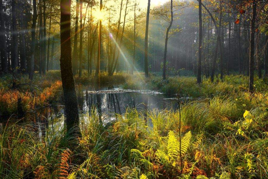  Khu rừng có một hệ sinh thái vô cùng đa dạng và không hề có sự can thiệp từ con người