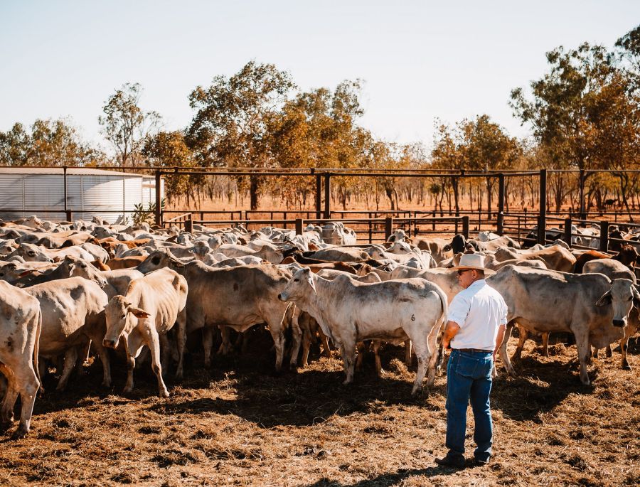Nước Úc tập trung nuôi 3 loại gia súc chính bao gồm bò thịt, bò sữa và cừu