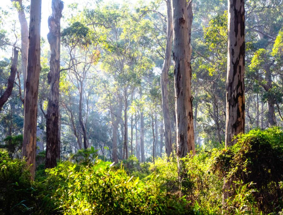 Chính phủ úc luôn đảm bảo cân bằng giữa khai thác và bảo vệ rừng