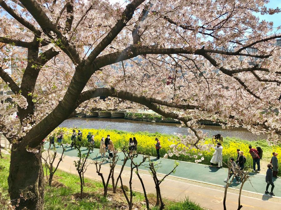 Suối nước nóng Oncheon - điểm đến mùa anh đào không thể bỏ qua tại Busan 