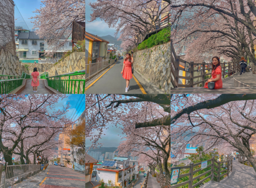 Đường văn hóa hoa anh đào Gaegeum-dong sở hữu cảnh quan mùa anh đào đẹp như trong tranh vẽ 