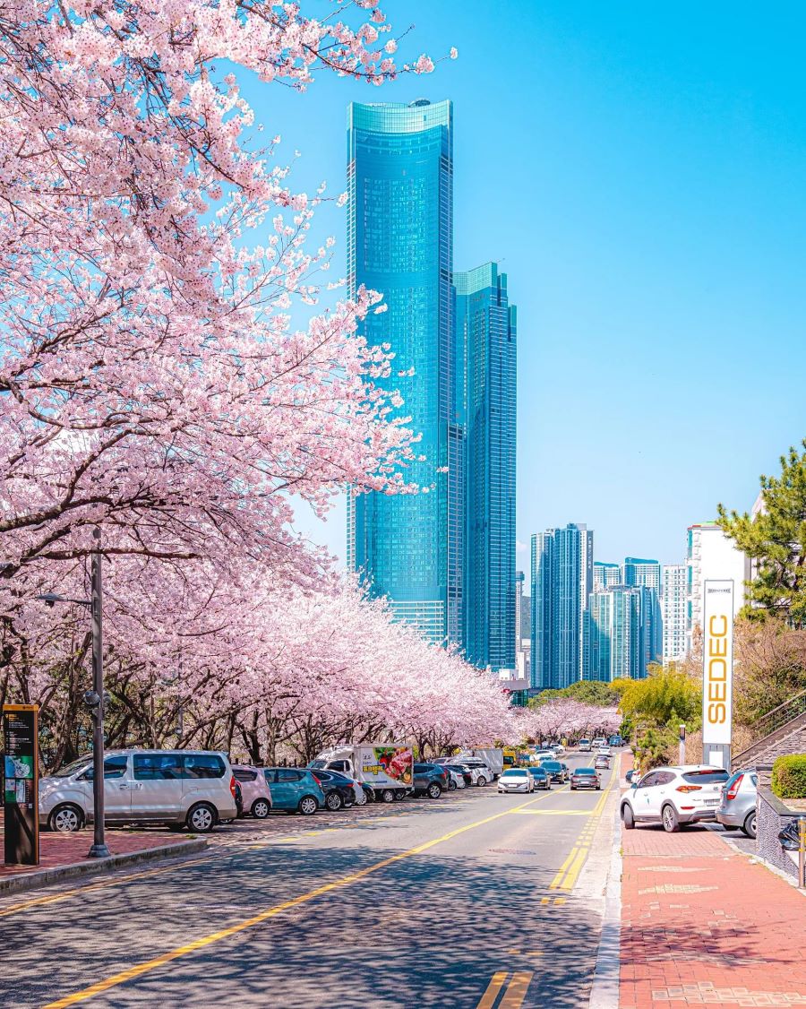 Dalmaji Haeundae là cung đường vừa có thể đi bộ ngắm hoa vừa có thể chạy xe dọc theo con đường trải dài hoa anh đào
