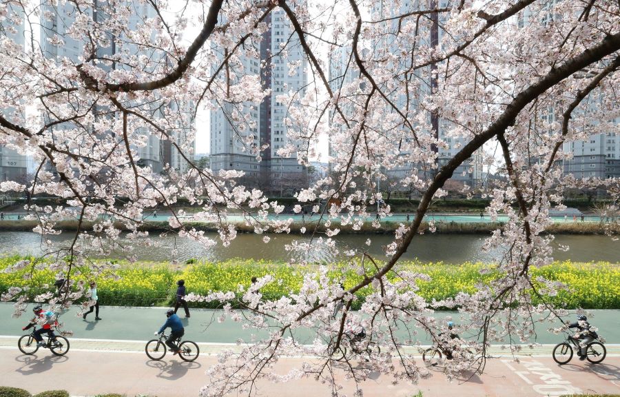 Suối nước nóng Oncheon - một trong những tọa độ rực rỡ nhất Busan vào mùa xuân