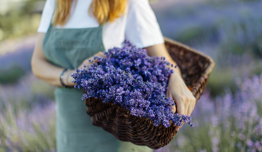Ngỡ ngàng trước mùa hoa Lavender tại Pháp khiến bạn không thể rời mắt