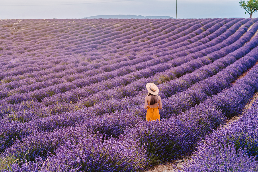 Valensole chính là nơi níu chân du khách bởi vẻ đẹp lãng mạn, say đắm lòng người của những cánh đồng hoa Lavender bạt ngàn