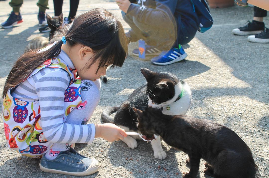 Ngôi làng Houtong đầy thú vị cho các tín đồ yêu mèo ở Đài Loan