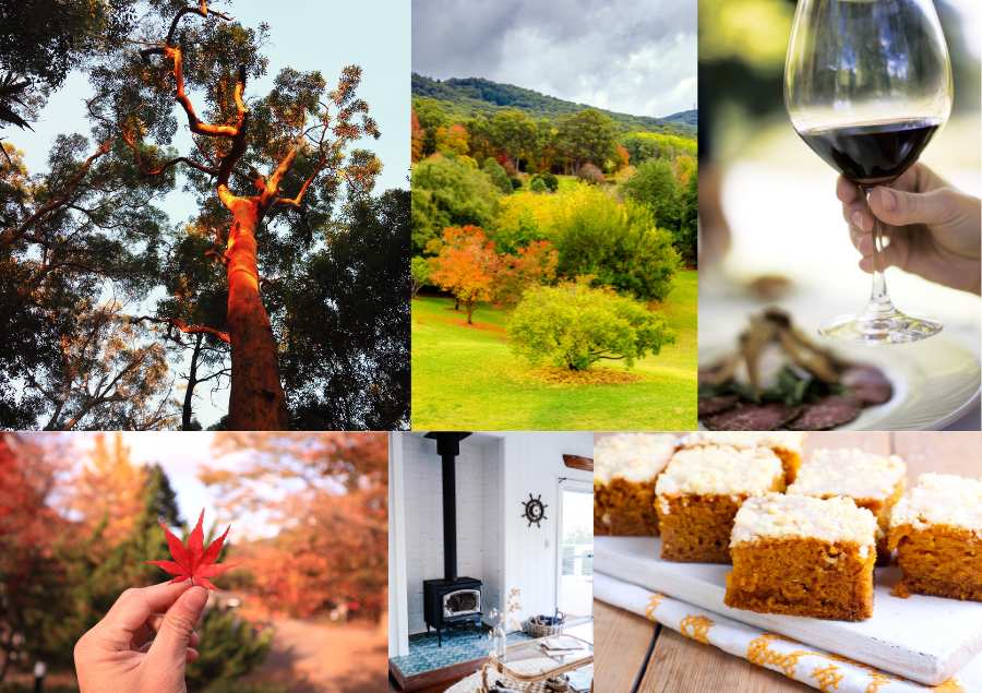 Mùa thu nước Úc sở hữu gam màu ấm áp với những hàng cây thay lá, chuyển màu