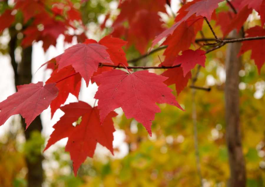 Lá phong đỏ là biểu tượng hàng đầu của nước Úc vào mùa thu