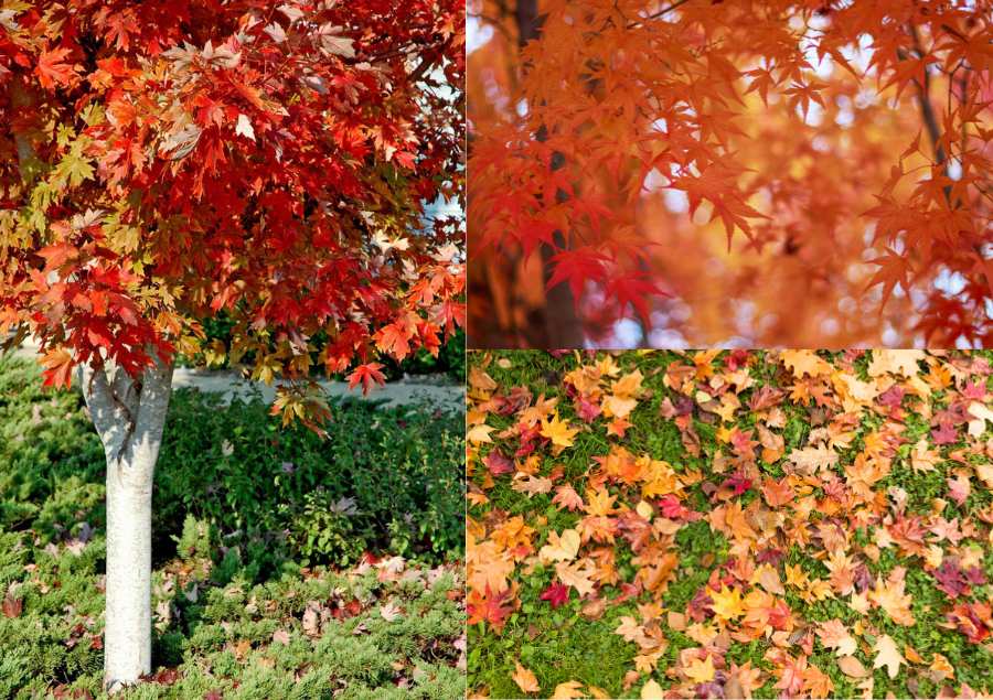 Vẻ đẹp rực rỡ của những khu rừng lá phong đỏ