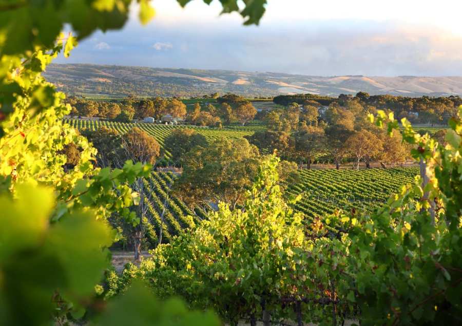 Những cánh đồng nho vào mùa chính vụ tại úc