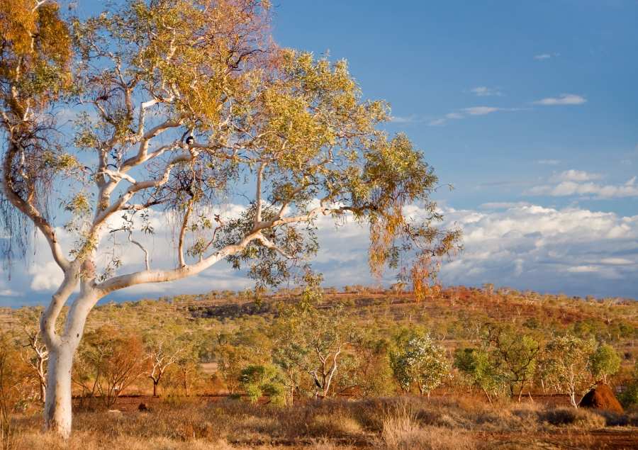 Bạch đàn - Loài cây đặc trưng của nước Úc vào mùa thu