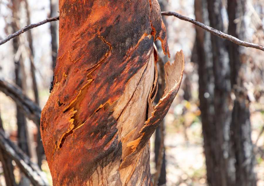  Vào mùa thu, lớp vỏ ngoài cùng của cây bạch đàn bắt đầu bong tróc, để lộ ra lớp vỏ bên trong có màu sắc tươi sáng
