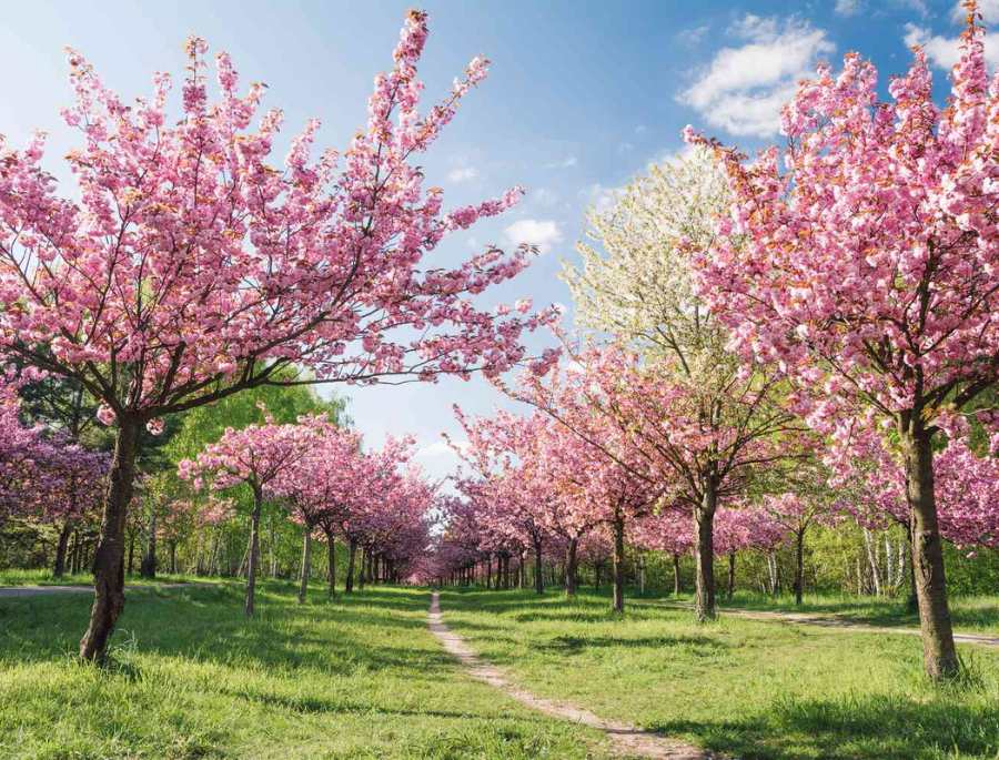 Những cánh hoa anh đào rực rỡ sắc màu tại nước Đức