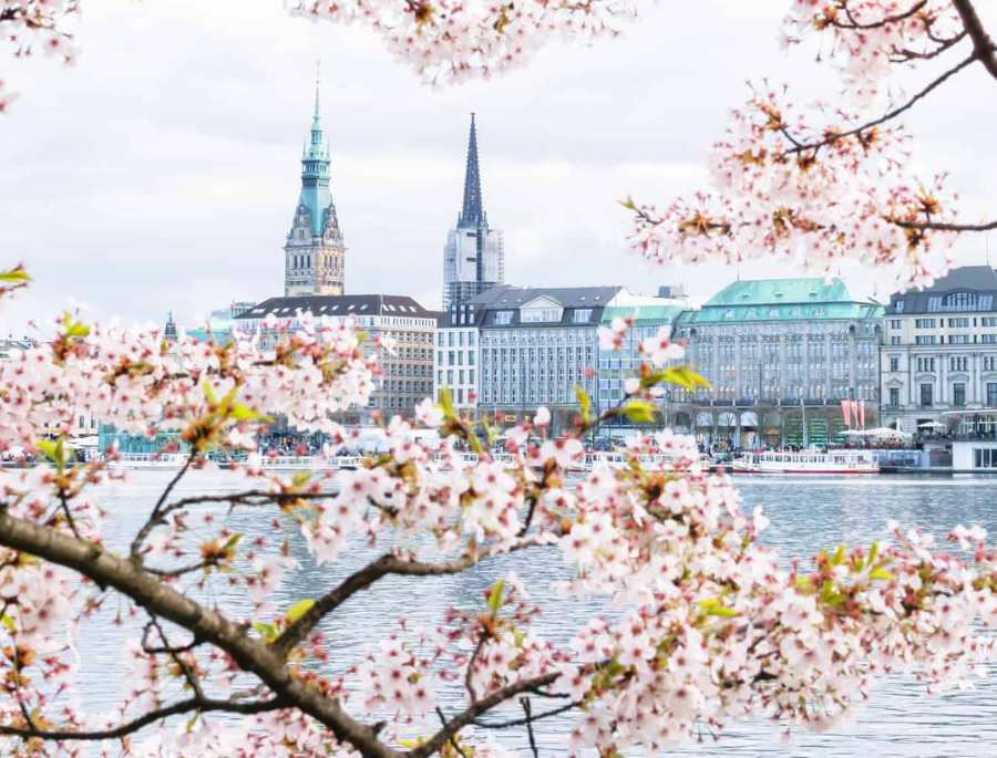 Tại nước Đức, hoa anh đào là biểu tượng của sự thanh tao, tươi mới và cuộc sống mới bắt đầu