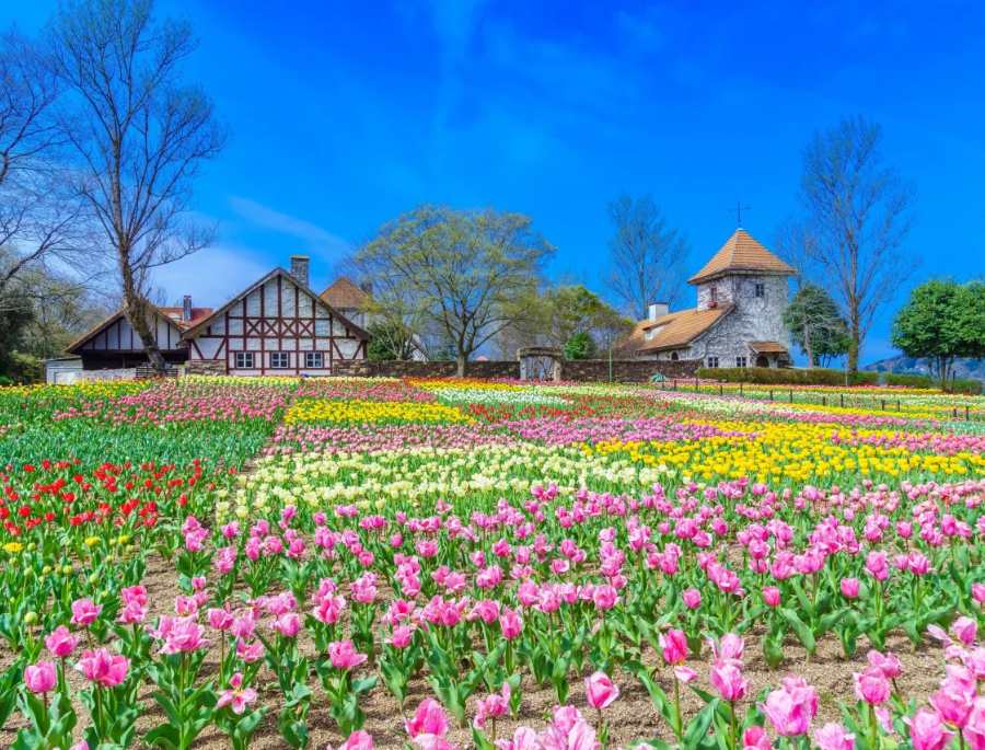 Cảnh sắc rực rỡ tại các cánh đồng hoa tulip nổi tiếng tại Đức