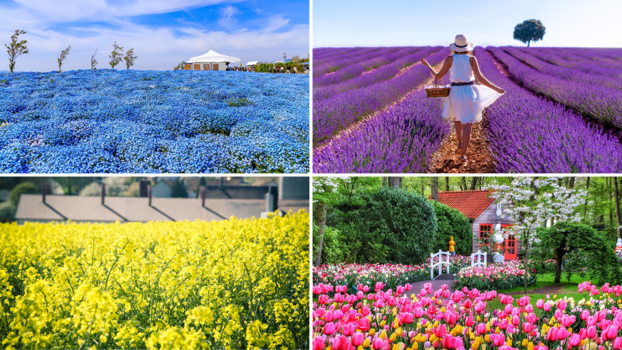 Xuân, hạ, thu rồi lại đông, bốn mùa trên thế giới trôi qua đều có những mùa hoa tuyệt đẹp
