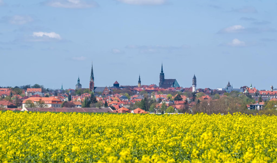 Oberlausitz khoác lên mình chiếc áo mới rực rỡ bởi sắc hoa cải vàng rực rỡ trải dài tít tắp