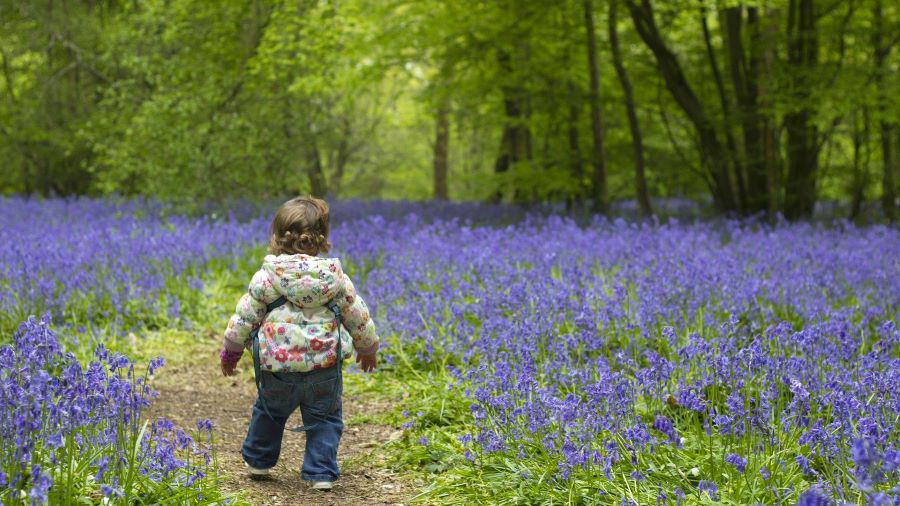 Với sắc tím xanh và mùi hương đặc trưng, hoa chuông xanh được xếp vào danh sách những loài hoa đẹp nhất thế giới
