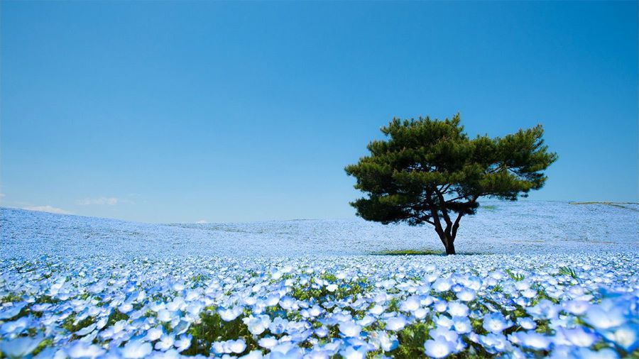 Cánh đồng hoa Nemophila ở đảo Honshu khiến mọi du khách đều ngất ngây như lạc vào chốn thần tiên