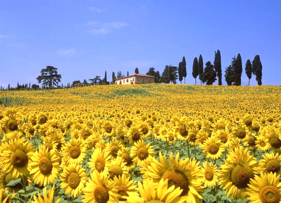 Hàng ngàn cây hoa hướng dương ở Tuscany trải dài tít tắp trên các triền đồi tuyệt đẹp 