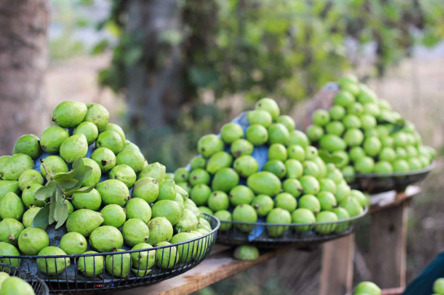 Mùa thu Hà Nội, những quả ổi Đông Dư căng mọng, ngọt thanh được bày bán khắp các con phố